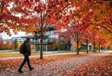 学签调档全解：3个调档方法与解读怎么办-加拿大大