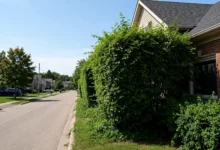 树篱过高：安省hedge bylaw，投诉3步-加拿大大