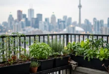 租客阳台种菜被投诉：安省阳台种植规则，房东禁止的3个边界-加拿大大