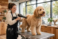 宠物 grooming 全解：多少钱、5 个频率怎么办-加拿大大