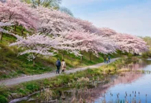 樱花季 High Park 全解:4 月底、5 个机位、停车-加拿大大