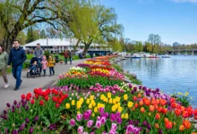 渥太华郁金香节全解:5 月、Dow’s Lake、免费-加拿大大