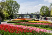 郁金香节 2026：渥太华百万郁金香最佳观赏期全解-加拿大大