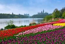 郁金香节渥太华全解：5月百万郁金香赏花-加拿大大