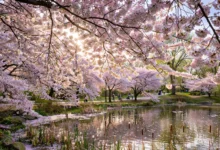 高地公园樱花季：4月底5月初，花期追踪怎么办-加拿大大