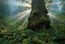 阿凡达树林 Avatar Grove:千年古柏+树冠走廊,波特伦弗鲁半日全解-加拿大大