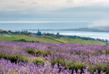 埃布尔芒 Les Éboulements:圣劳伦斯河全景+薰衣草,小众村庄全解-加拿大大