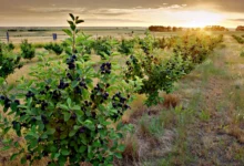 萨斯卡通莓 Saskatoon Berries:草原浆果季,7月采摘+派店全解-加拿大大