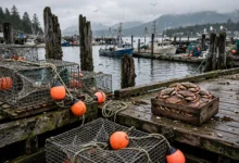 邓杰内斯蟹 Dungeness Crab:BC 6-8月现捞季,码头购买+做法全解-加拿大大