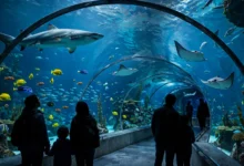 温哥华水族馆全解：斯坦利公园内2小时精华路线-加拿大大