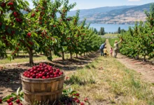 Okanagan樱桃季:7月樱桃采摘,5个果园全解-加拿大大
