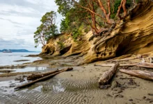 加布里奥拉岛Gabriola：砂岩海滩+画廊，1日全攻略-加拿大大