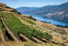 西基洛纳West Kelowna:酒庄+湖景,2天全攻略-加拿大大