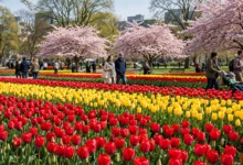 加拿大春季花节:5个城市花节全解-加拿大大