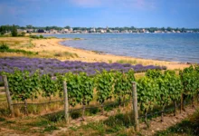 Prince Edward County:酒庄+薰衣草+沙滩,2天全解-加拿大大