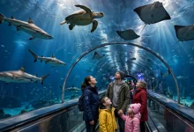 Ripley's水族馆:CN塔旁亲子必去,避开人流全攻略-加拿大大