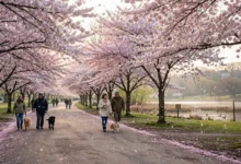 高地公园High Park:樱花季+动物园,春天全解-加拿大大