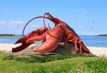 Shediac:世界龙虾之都+巨型龙虾雕塑,夏季全解-加拿大大