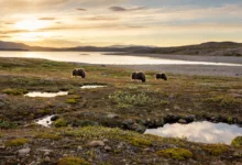 剑桥湾 Cambridge Bay：西北航道门户，夏季全解-加拿大大