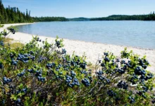 圣约翰湖Lac-Saint-Jean:蓝莓+湖滩,3天环湖全攻略-加拿大大
