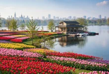 渥太华春天：郁金香节+赏花线全解-加拿大大