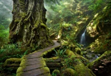 戈登湾Port Renfrew:巨树+瀑布,温哥华岛西端1日全解-加拿大大