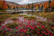 Bala:Muskoka蔓越莓节,10月1日全解-加拿大大
