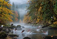 金溪Goldstream省立公园秋季全解：三文鱼洄游+白头鹰-加拿大大